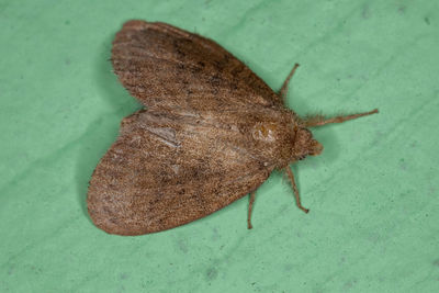 High angle view of butterfly on leaf