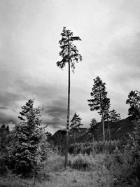 Plant growing on field against sky