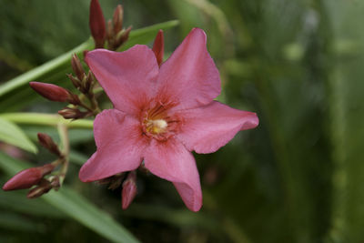 Close-up of pink flower blooming outdoors