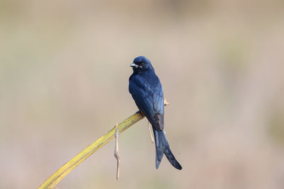 Close-up of black drongo perching on branch