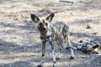 Portrait of dog standing on land