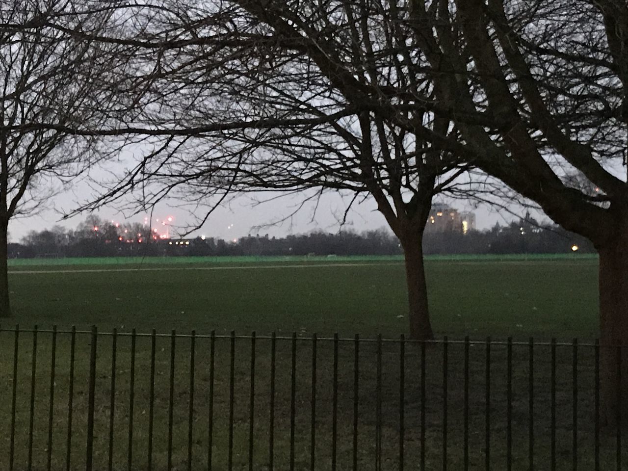 BARE TREE IN PARK