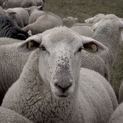 Close-up of sheep in field