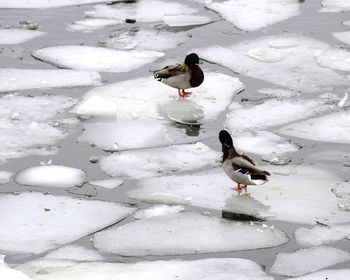 High angle view of bird in snow