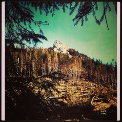 Bare trees in forest