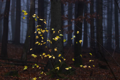 Close-up of yellow flowering plant in dark forest 