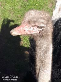 Close-up of a bird