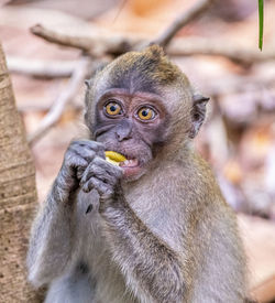 Close-up of long tailed macaque