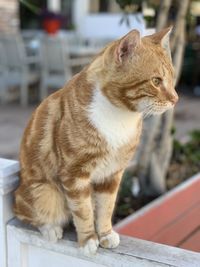 Close-up of a cat looking away in alacati 