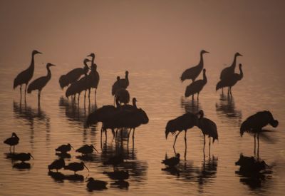 Flock of birds in the sea during sunset