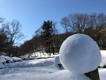 Snow covered trees against blue sky