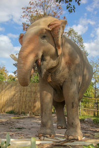 Close-up of elephant