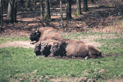 European bison sitting on land