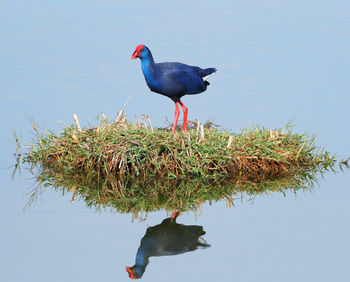 Bird perching on a lake