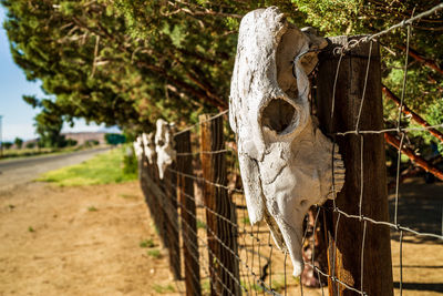Desert fence with larges unbleached animal skulls on wooden fence posts