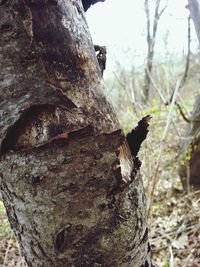 Close-up of tree trunk in forest