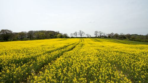 Scenic view of oilseed rape field against sky