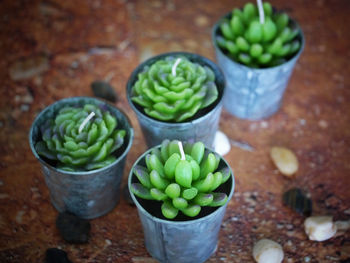 High angle view of succulent plants in back yard