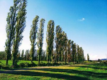 Trees on field against sky