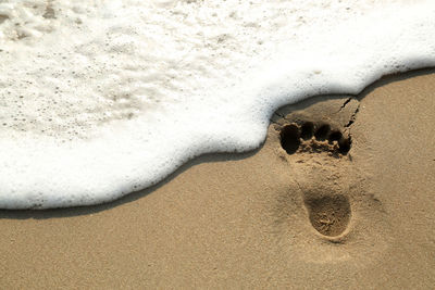 High angle view of horse on sand