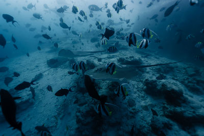 Fishes swimming in aquarium