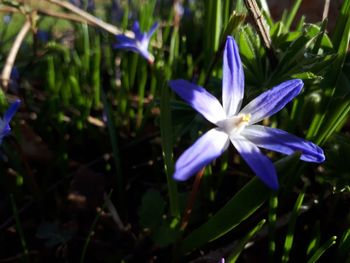 Close-up of purple crocus flowers