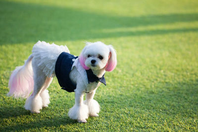 Portrait of white puppy on grass