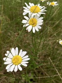 Close-up of daisy flowers blooming in field