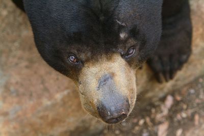 Close-up portrait of a dog