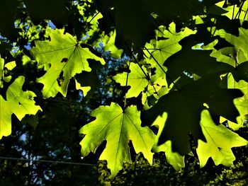 Close-up of autumn leaves