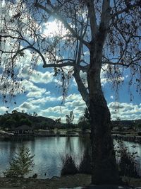 Bare trees on lakeshore