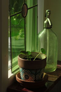 Close-up of potted plant on table at home