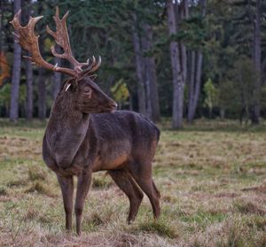 Stagstanding  alone in field