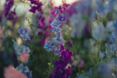 Close-up of purple flowering plants