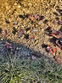 High angle view of crab on sand