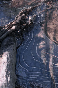 High angle view of trees on rocks