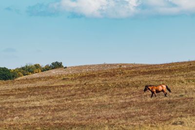 Horses in a field
