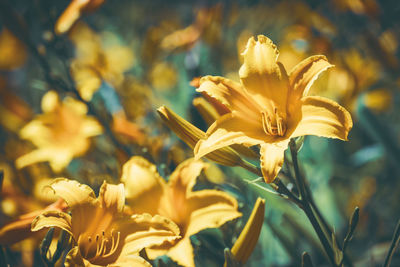 Close-up of yellow flowering plant