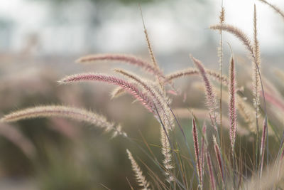 Close-up of stalks in field