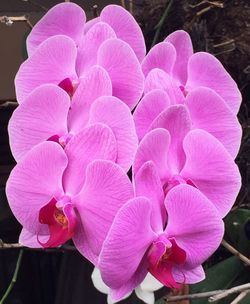Close-up of pink flower