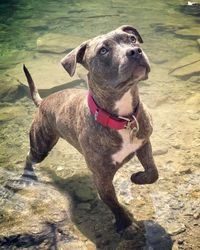 View of a dog looking away