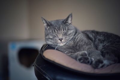 Close-up of cat sleeping at home