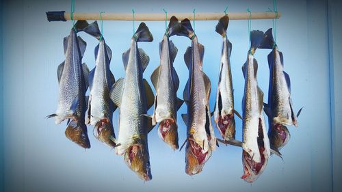 Close-up of fishes hanging at market stall