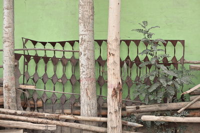 Fence by tree against building