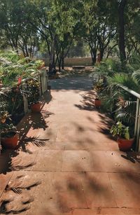 Plants and trees in park