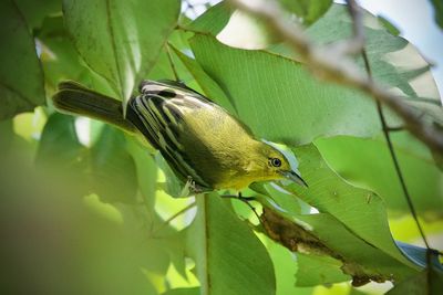 Close-up of bird perching on plant