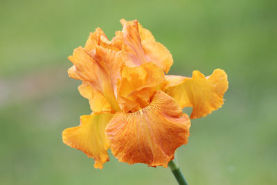 Close-up of yellow rose flower