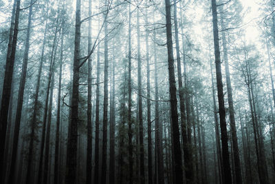 Pine trees in forest