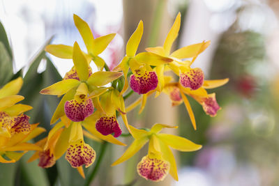 Close-up of red flowering plant