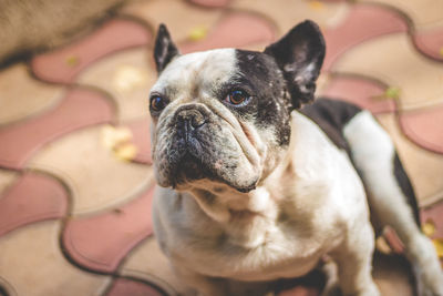 Close-up of dog